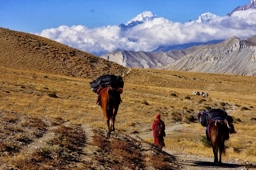 Mustang Trek